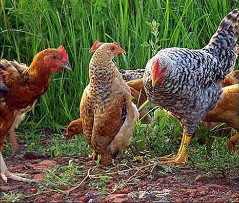 کاهش قیمت مرغ  و تخم مرغ تا هفته آینده در گیلان