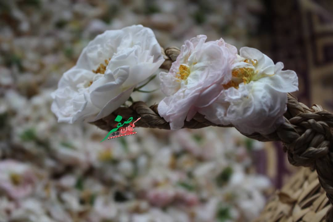 برداشت گل محمدی و گلاب گیری در گیلده شفت+تصاویر