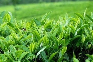 بالا بردن کیفیت چای با استفاده از طرح‌های نوین و آبیاری مناسب
