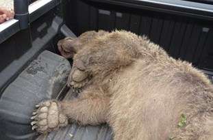 خرس قهوه‌ای با اصابت هفت گلوله تفنگ شکاری در شهرستان تالش کشته شد