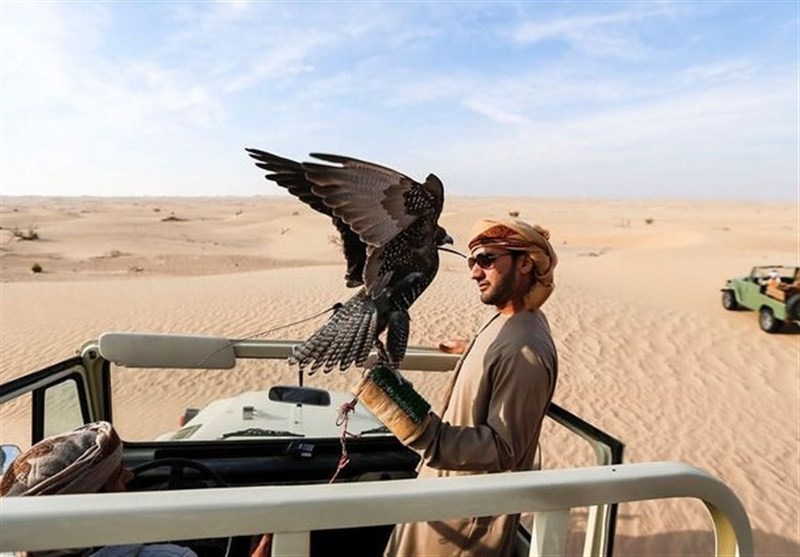 قاچاقچیان پرنده «شاهین‌های گیلان»را به شیخ‌ نشین‌های خلیج فارس می‌فروشند