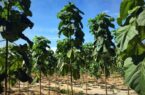 کرم زاده:کشت درخت پالونیا در اراضی ملی گیلان ممنوع است