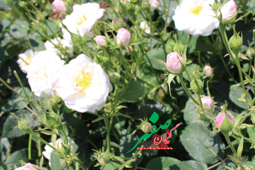 ششمین جشنواره گل و گلاب در گیلده شفت برگزار می‌شود (تاریخ و زمان برگزاری)