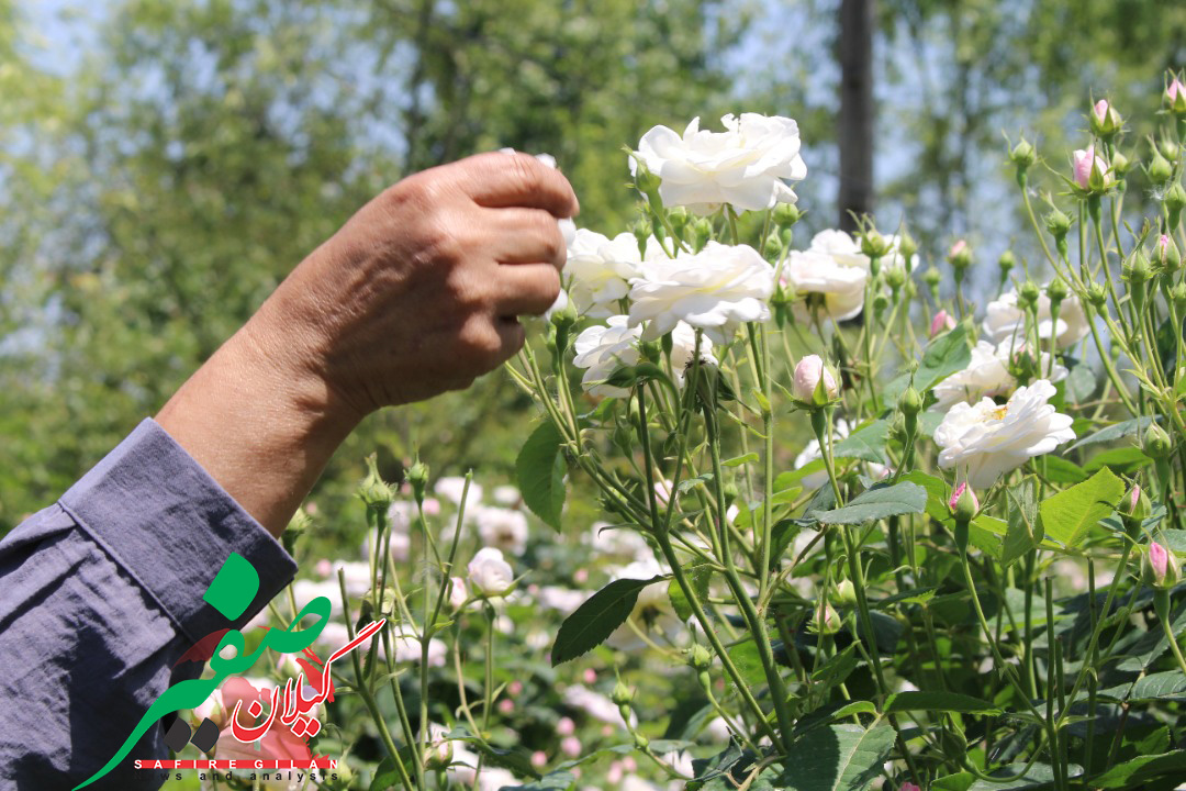 جشنواره گل محمدی و گلابگیری برگزار می شود