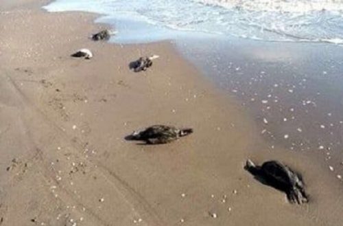گرفتار شدن در تور صیادان علت مرگ باکلان ها در سواحل چابکسر است
