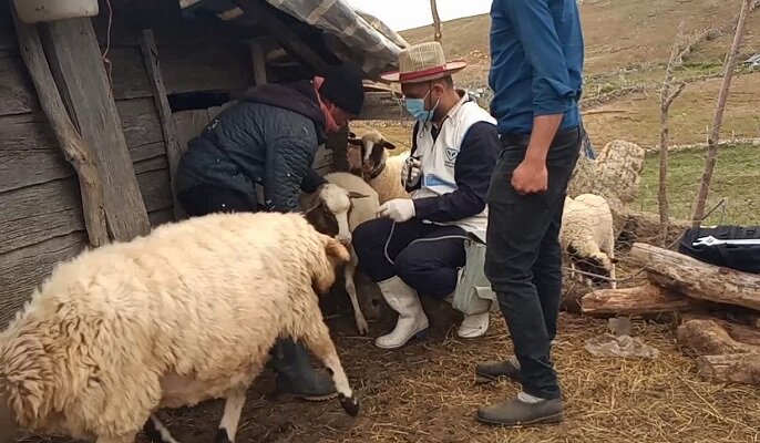 واکسینه شدن هزاران دام در مناطق صعب العبور گیلان علیه بیماری‌های آبله، طاعون…/واکسنه شدن سگ گله علیه بیماری هاری