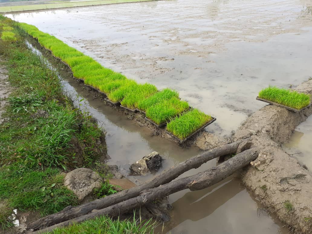 توزیع بدون نوبت‌ آب کشاورزی در فصل نشاء برنج