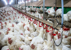 شهرستان شفت با ۵۶ واحد مرغداری فاقد کشتارگاه مرغ است