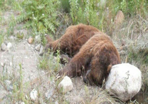 تلف شدن یک قلاده خرس در ارتفاعات اولسبلانگاه ماسال