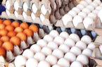 افزایش قیمت هر شانه تخم‌مرغ بالای ۱۰۰هزار تومان/پرکشیدن تنها منبع غذای پروتئینی از سفره‌ مردم