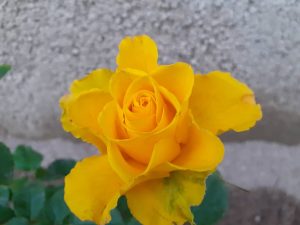 گل زرد