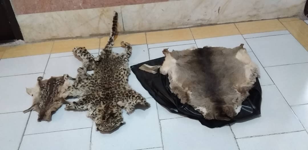 شکارچی بیرحم پلنگ ایرانی و گوزن شکار شد