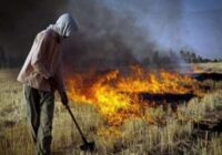 شالیکاران از سوزاندن کاه و کلش خودداری کنند