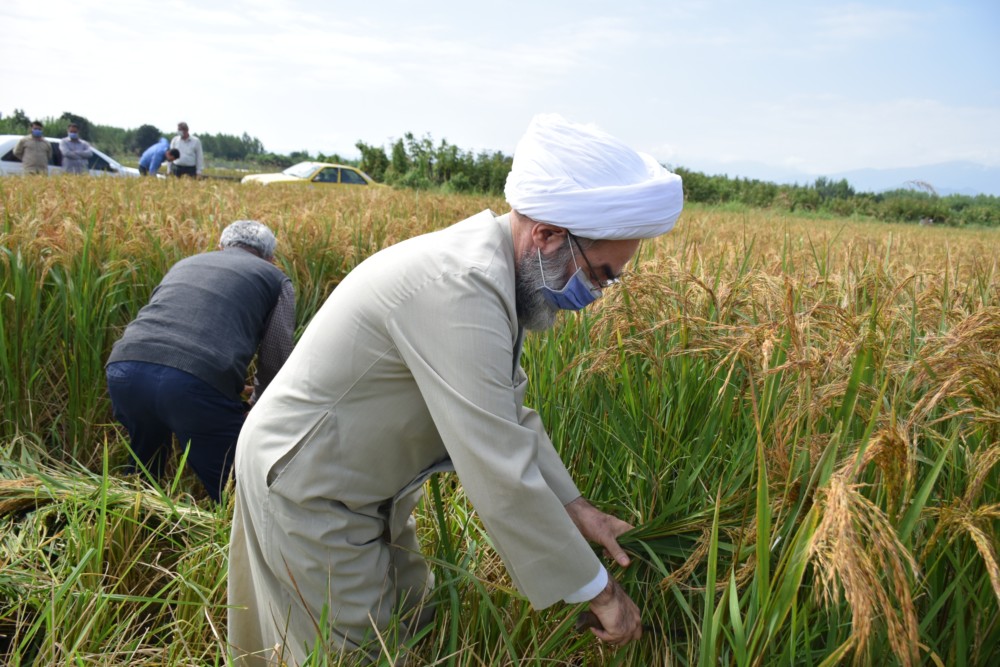 دروی دستی «برنج» توسط آیت الله فلاحتی درشالیزارهای سند فومن/ مسئولان برای کمک به کشاورزان از پشت میز بلند شوند و چکمه پا کنند