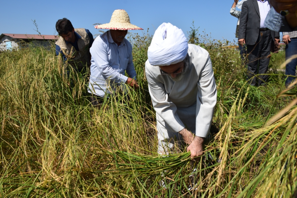 دروی دستی «برنج» توسط آیت الله فلاحتی در مزرعه کشاورزی+ گزارش تصویری