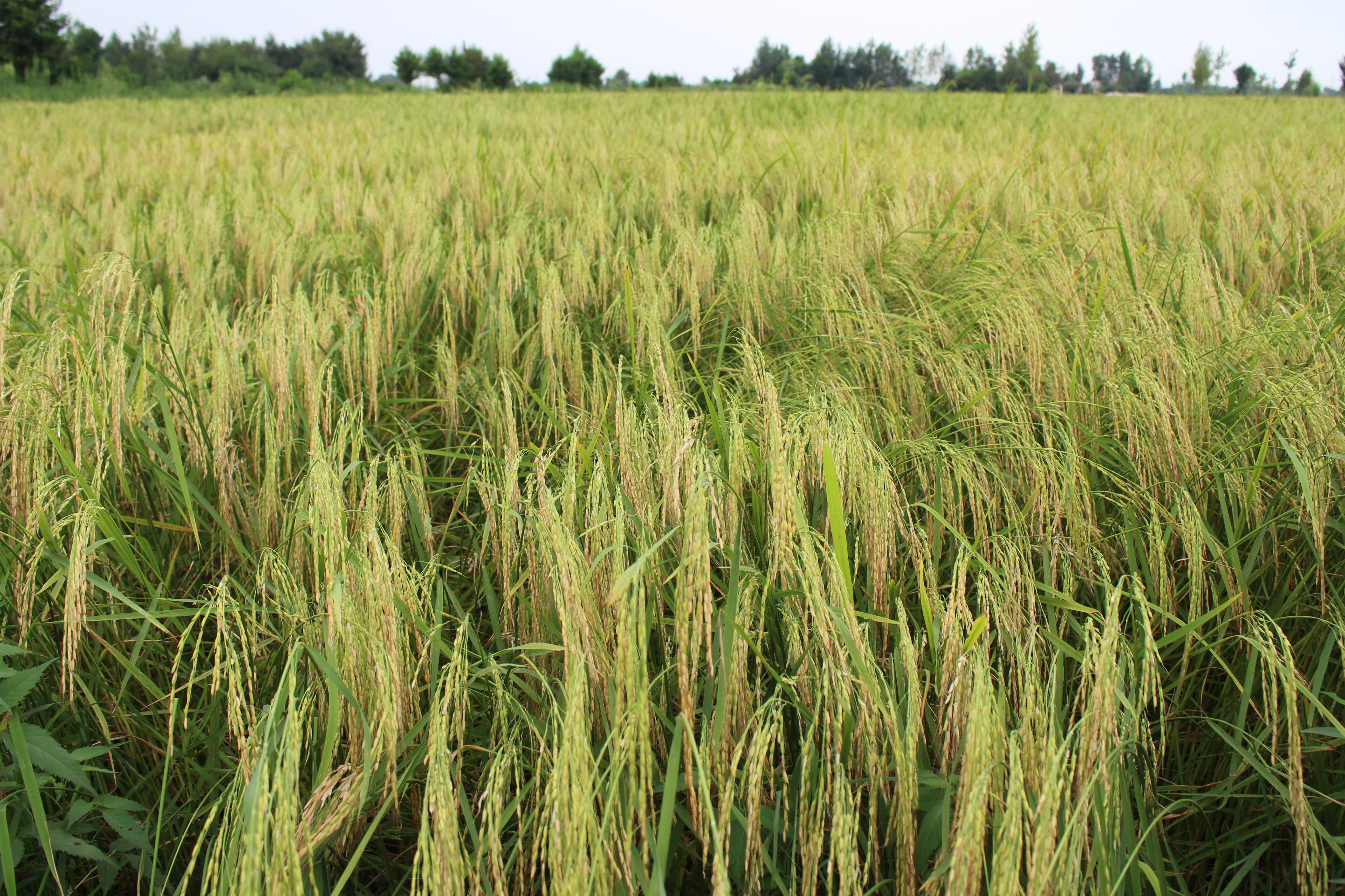 استفاده از بذر گواهی شده در افزایش عملکرد محصول برنج موثر است