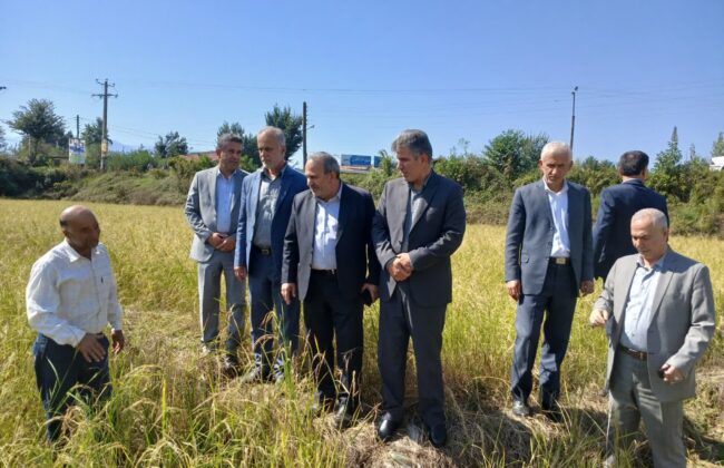 برداشت مکانیزه راتون(کشت دوم برنج) استان گیلان در فومن آغاز شد