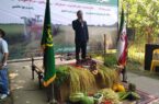 صومعه سرا با تولید سالانه ۱۵۱ هزار تن شلتوک در رتبه سوم کشور است