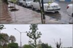 کاشت درختان جدید پس از قطع دو اصله درخت در بلوار شهدا