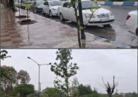کاشت درختان جدید پس از قطع دو اصله درخت در بلوار شهدا کاشت درختان جدید پس از قطع دو اصله درخت در بلوار شهدا