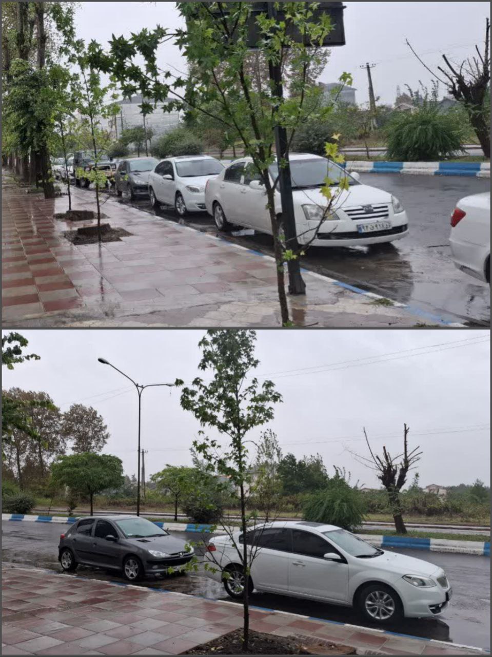 کاشت درختان جدید پس از قطع دو اصله درخت در بلوار شهدا
