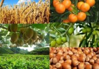 محصولات ۹ هزار کشاورز در گیلان بیمه شد