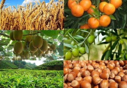 محصولات ۹ هزار کشاورز در گیلان بیمه شد محصولات ۹ هزار کشاورز در گیلان بیمه شد