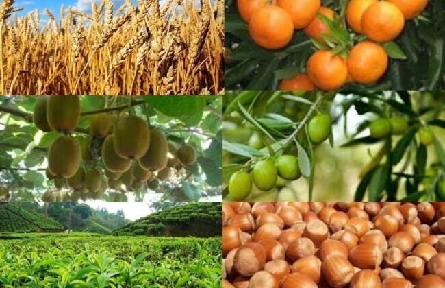 محصولات ۹ هزار کشاورز در گیلان بیمه شد