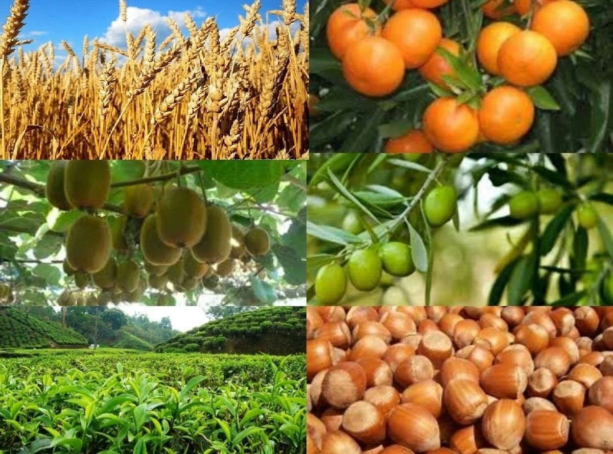 محصولات ۹ هزار کشاورز در گیلان بیمه شد