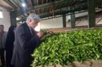 رشت در مدار جهش تولید چای / برداشت ۶۵۰ تن برگ سبز از ۷۰۰ هکتار باغ چای رشت در مدار جهش تولید چای / برداشت ۶۵۰ تن برگ سبز از ۷۰۰ هکتار باغ چای
