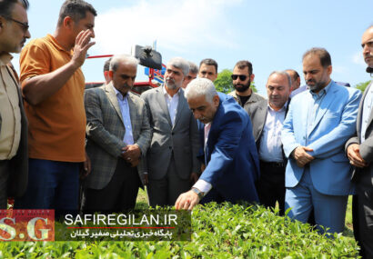 بازدید رئیس سازمان چای کشور از کارخانه و باغات چای یاسینی در فومن
