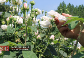 گزارش تصویری/«گیلده شفت»قطب تولید گل و گلاب در گیلان ،فرصتی برای رونق اقتصاد محلی