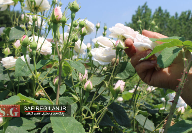 گزارش تصویری/«گیلده شفت»قطب تولید گل و گلاب در گیلان ،فرصتی برای رونق اقتصاد محلی