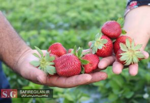 (تصاویر) برداشت توت فرنگی از مزرعه پیشرو در فومن