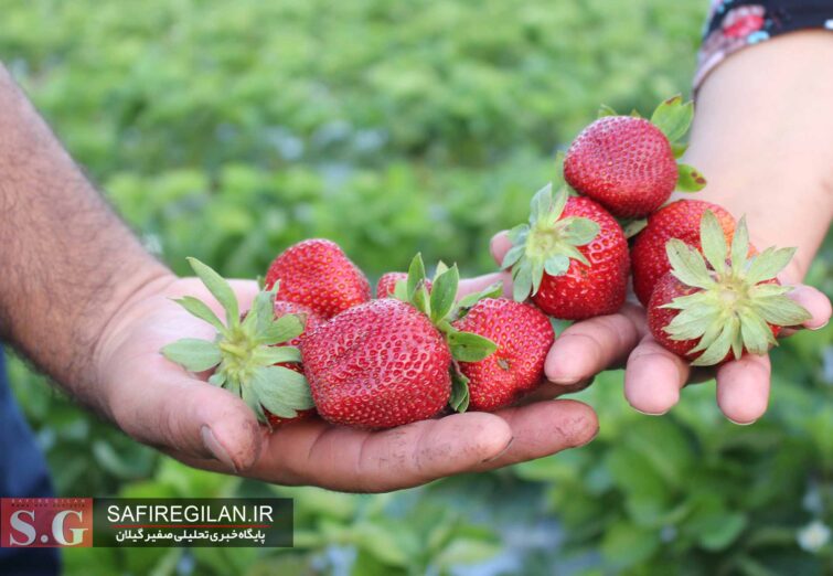 (تصاویر) برداشت توت فرنگی از مزرعه پیشرو در فومن