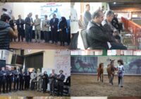 اسب کاسپین متعلق به حاشیه خزر است/احیای اسب کاسپین فراتر از یک رویداد نمایشی است