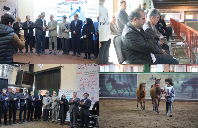 اسب کاسپین متعلق به حاشیه خزر است/احیای اسب کاسپین فراتر از یک رویداد نمایشی است