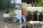 آغاز اولین نشاکاری مکانیزه برنج در روستای ازبر فومن آغاز اولین نشاکاری مکانیزه برنج در روستای ازبر فومن