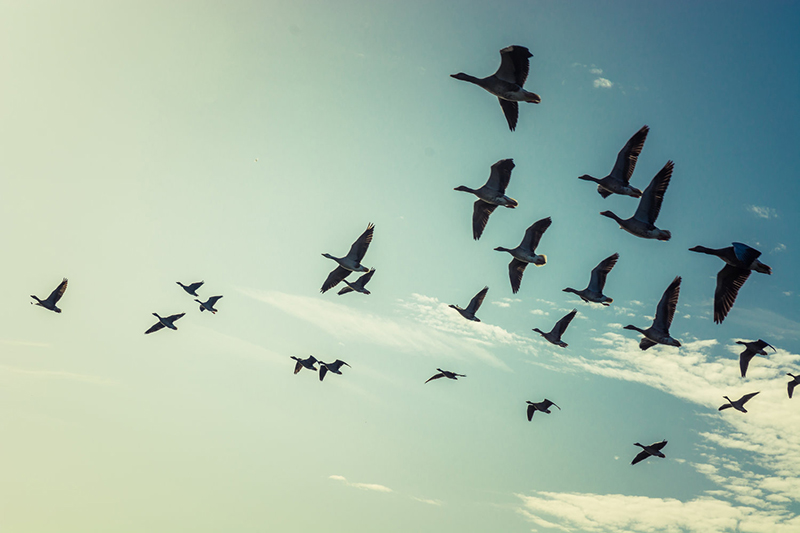 ضرورت افزایش حساسیت در حفاظت از پرندگان مهاجر گیلان