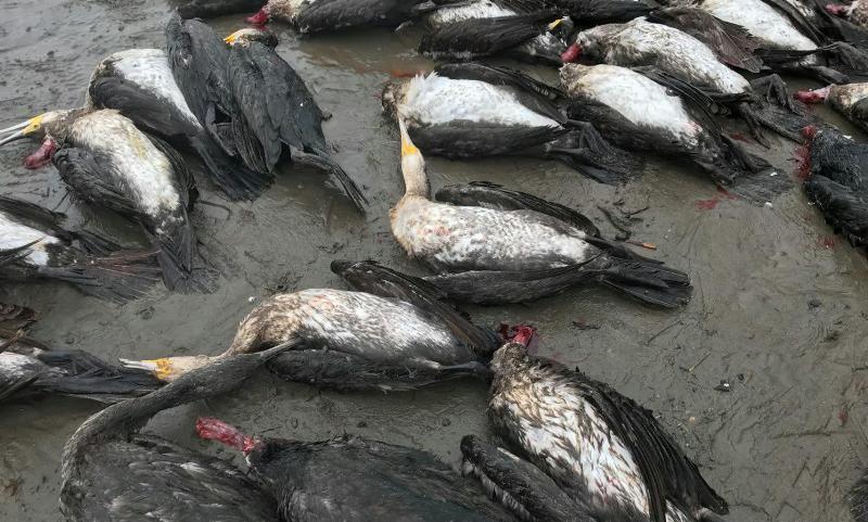 تور صیادان گیلانی علت مرگ دست جمعی باکلان‌های مهاجر(پرندگان غواصی)