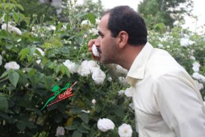 گل محمدی+ گلاب