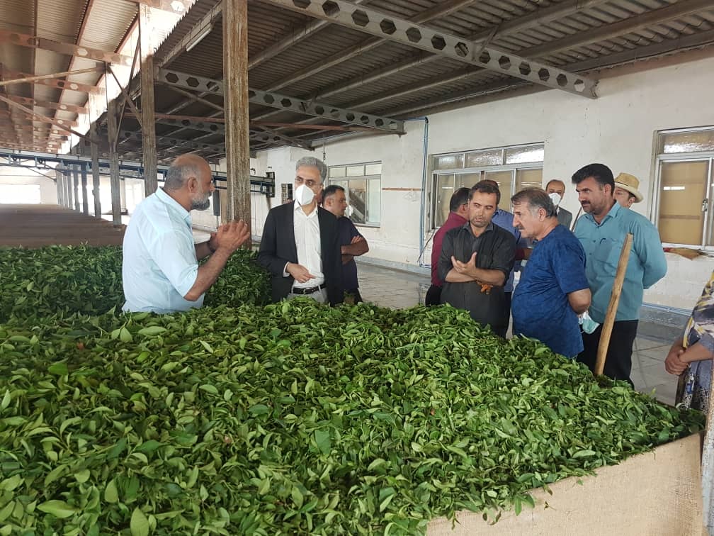 نوشیدن چای قند پهلوی رضا رفیع در کارخانه چای حشمت