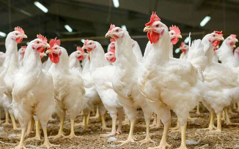 توزیع روزانه ۳۰۰ تُن مرغ در گیلان