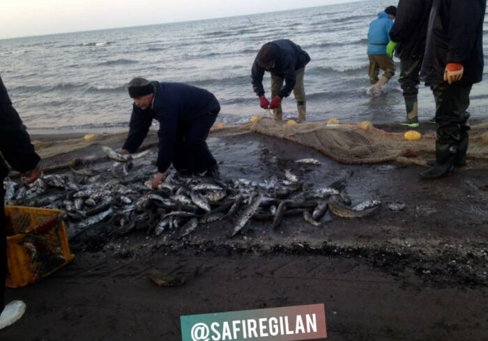 صید ماهی استخوانی در بندرکیاشهر