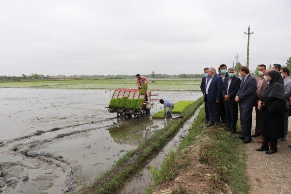 سهم ۱۵۰ هزار میلیارد ریالی گردش مالی برنج در گیلان/تاکید بر ارائه گونه های مقاوم به خشکی