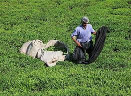 خرید بیش از ۱۲۶هزار تن برگ سبز چای از چایکاران شمال کشور/۹۰ درصد باغات چای در گیلان