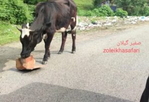 باورم نمی‌شد، روزی گاوها کارتن‌ خوار شوند+فیلم