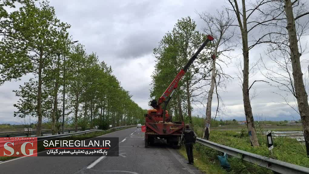 تشدید بحران در تونل سبز فومن؛ آغاز فاز جدید هرس، احیا و حذف درختان خطرآفرین
