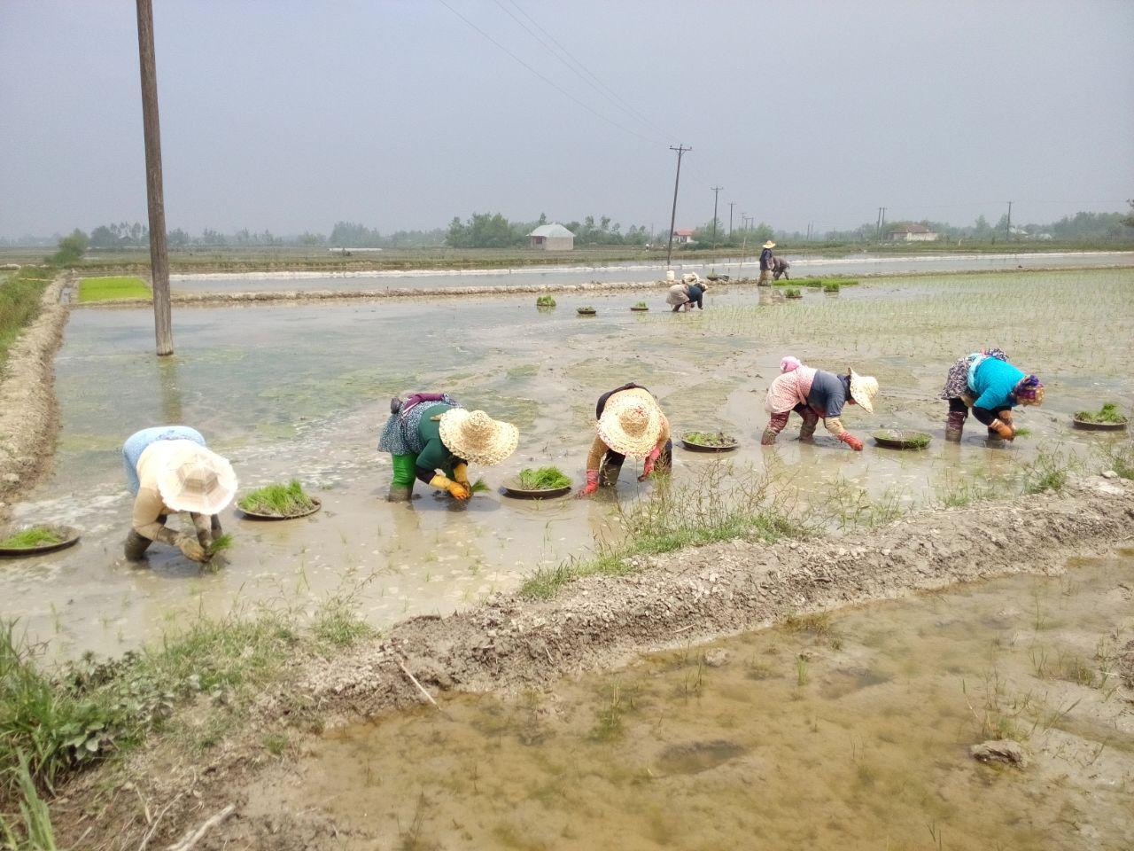 گیل مردان و گیل زنان دوشادوش هم مشغول نشاء برنجی هستند که با رنج همراه است