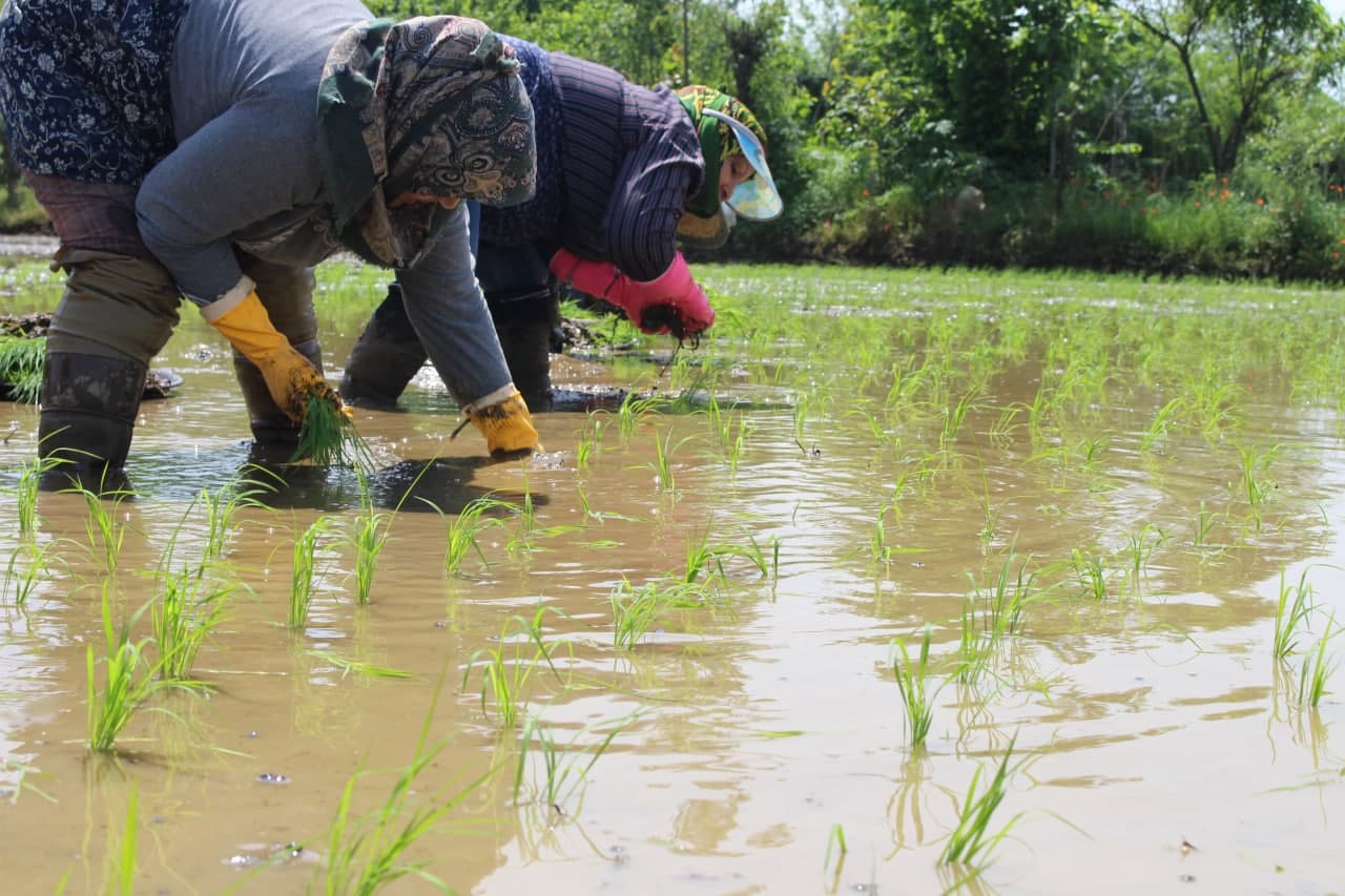 اجرای کشت قراردادی برنج در گیلان | تامین کودهای اصلی و مورد نیاز کشاورزی